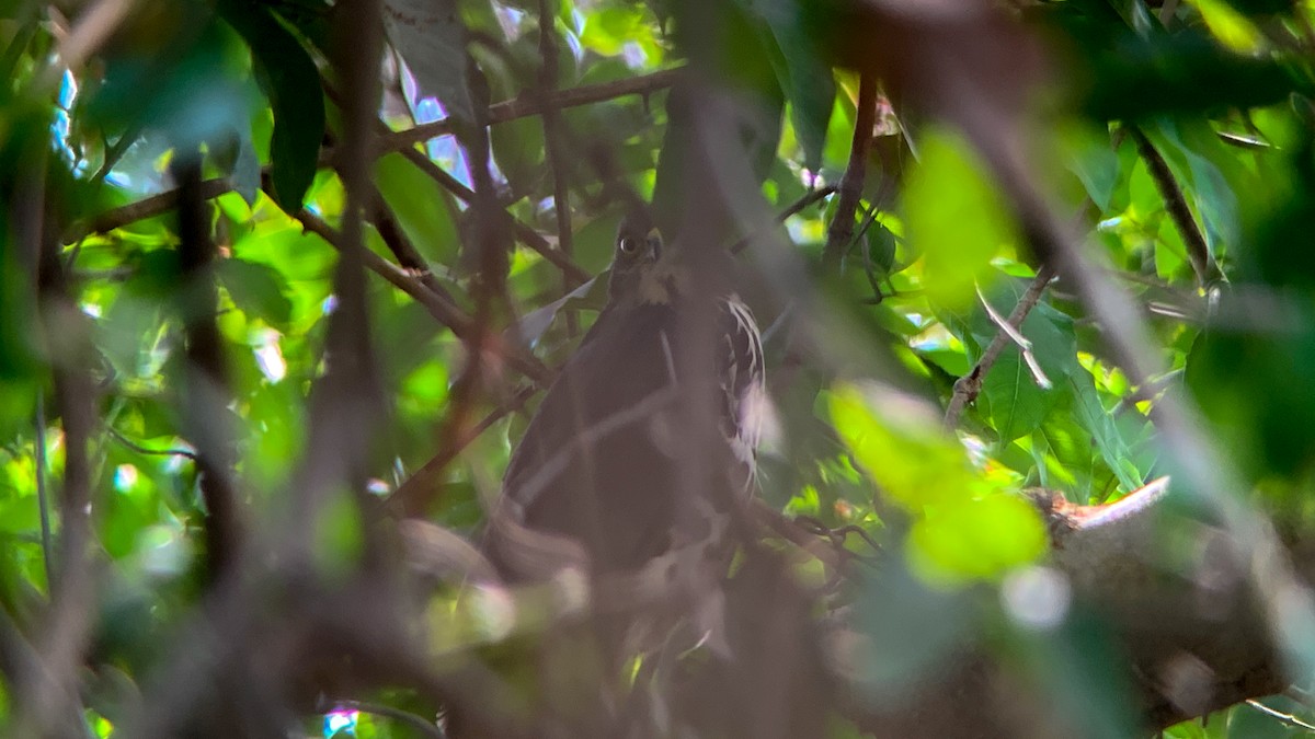 African Goshawk (Banded) - ML644132026