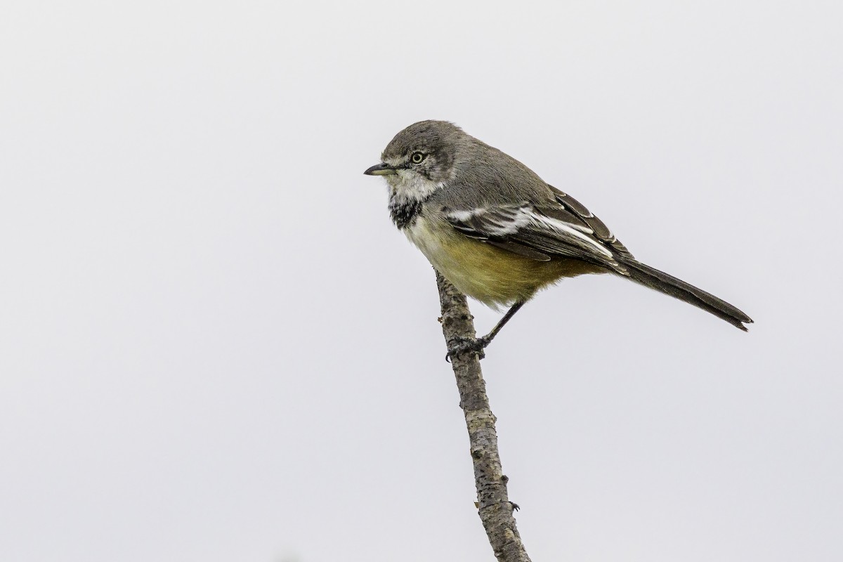 Banded Parisoma - ML644132031