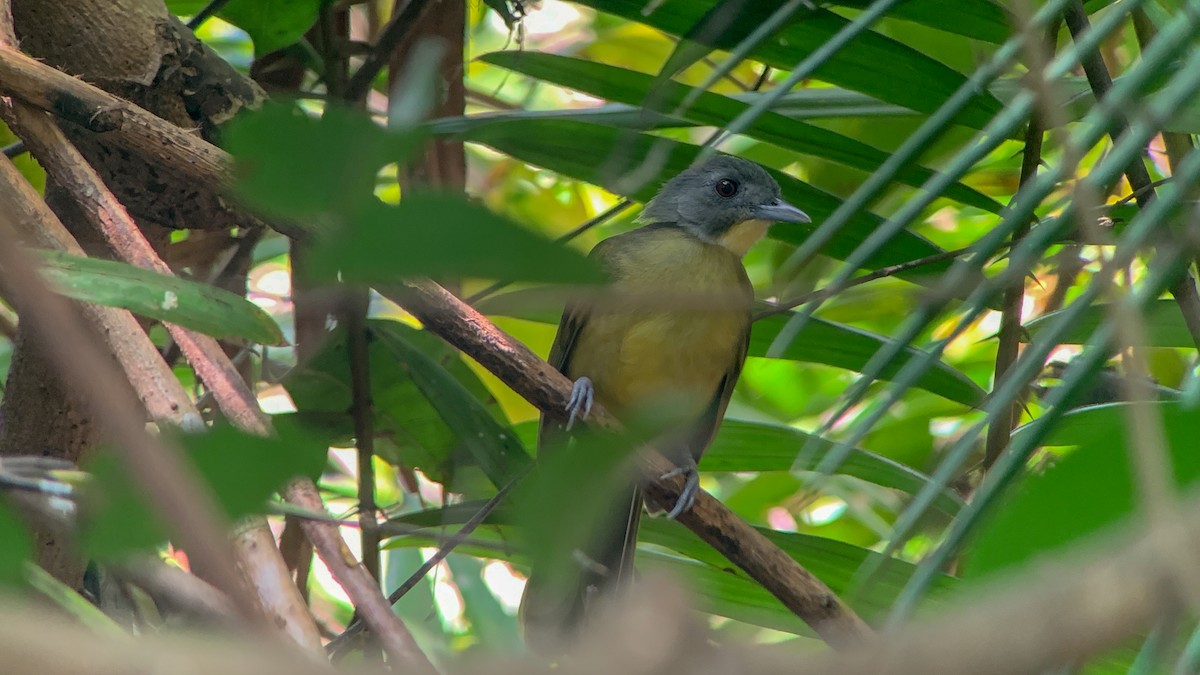 Gray-headed Bristlebill - ML644132038