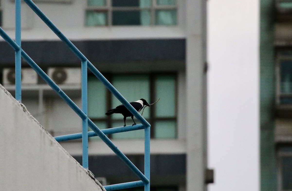 クビワガラス - ML644132041