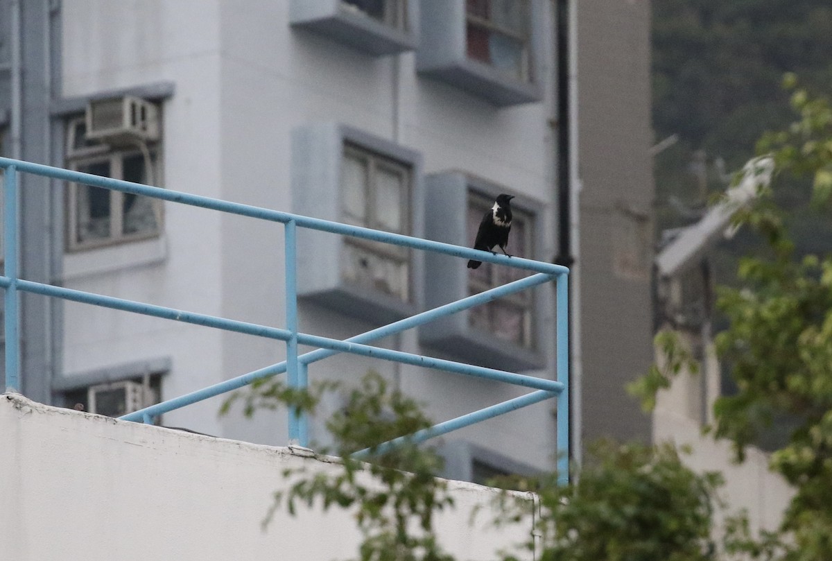 クビワガラス - ML644132042