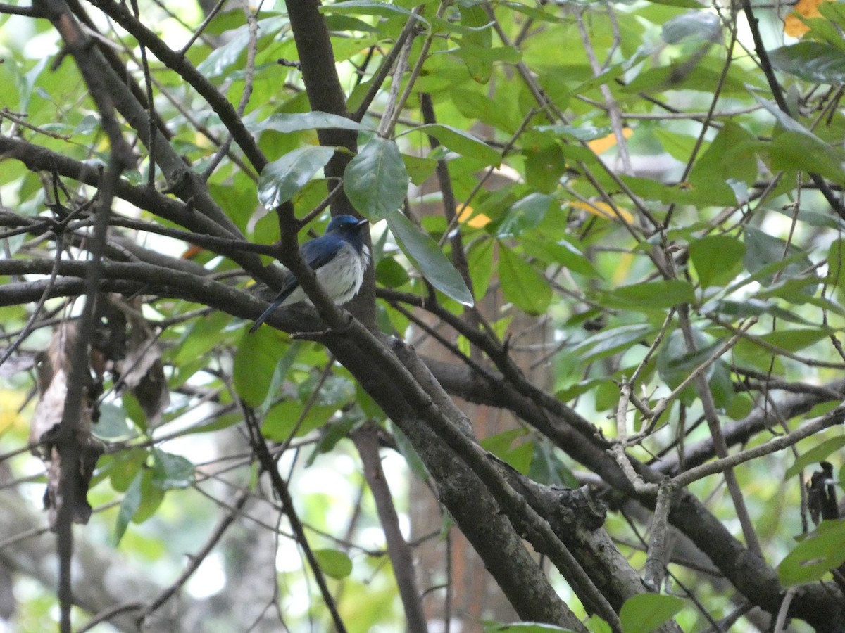 海南藍仙鶲 - ML644132059