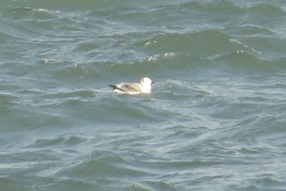 Гурван хуруут цахлай - ML644132071