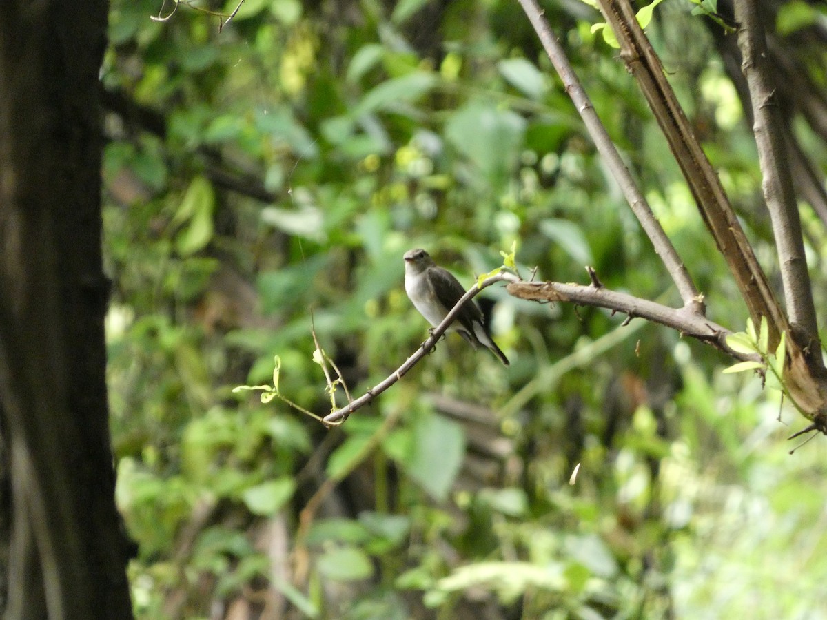 紅喉鶲 - ML644132072