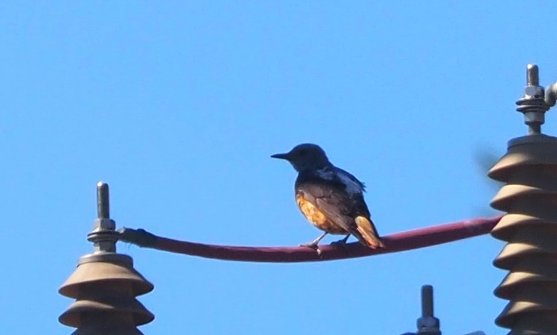 Rufous-tailed Rock-Thrush - ML644132080