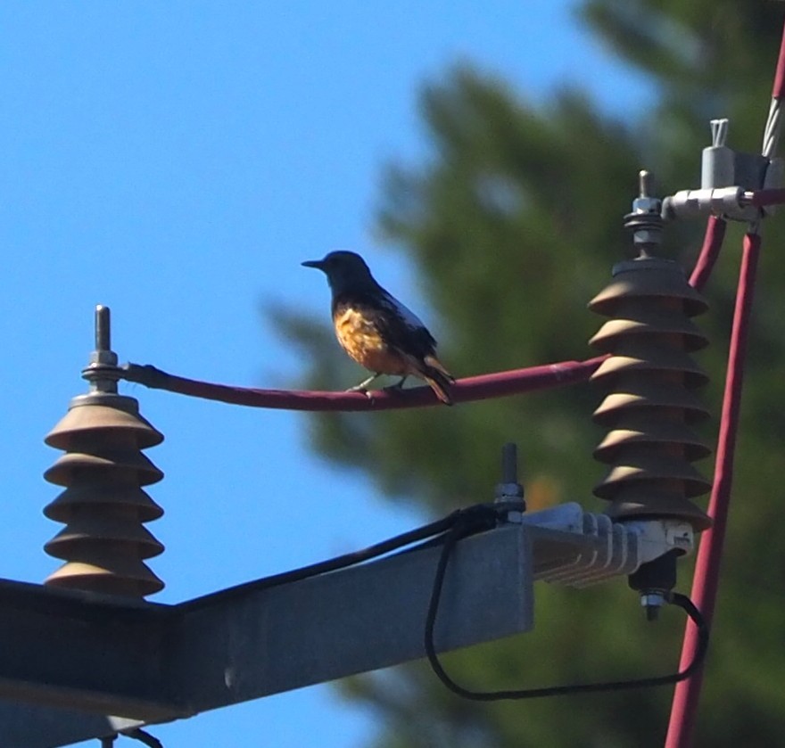 Rufous-tailed Rock-Thrush - ML644132082