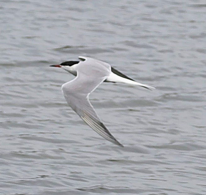 Txenada arrunta (longipennis) - ML644132084