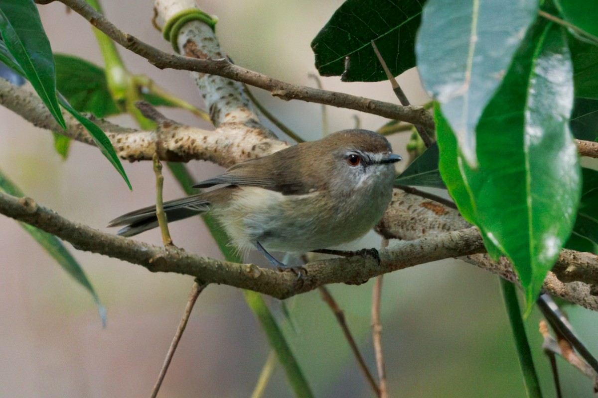 Brown Gerygone - ML644132093