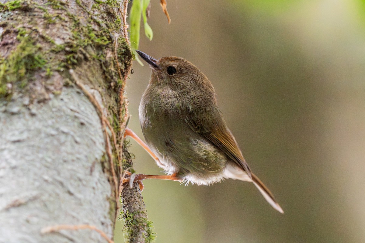 Large-billed Scrubwren - ML644132102