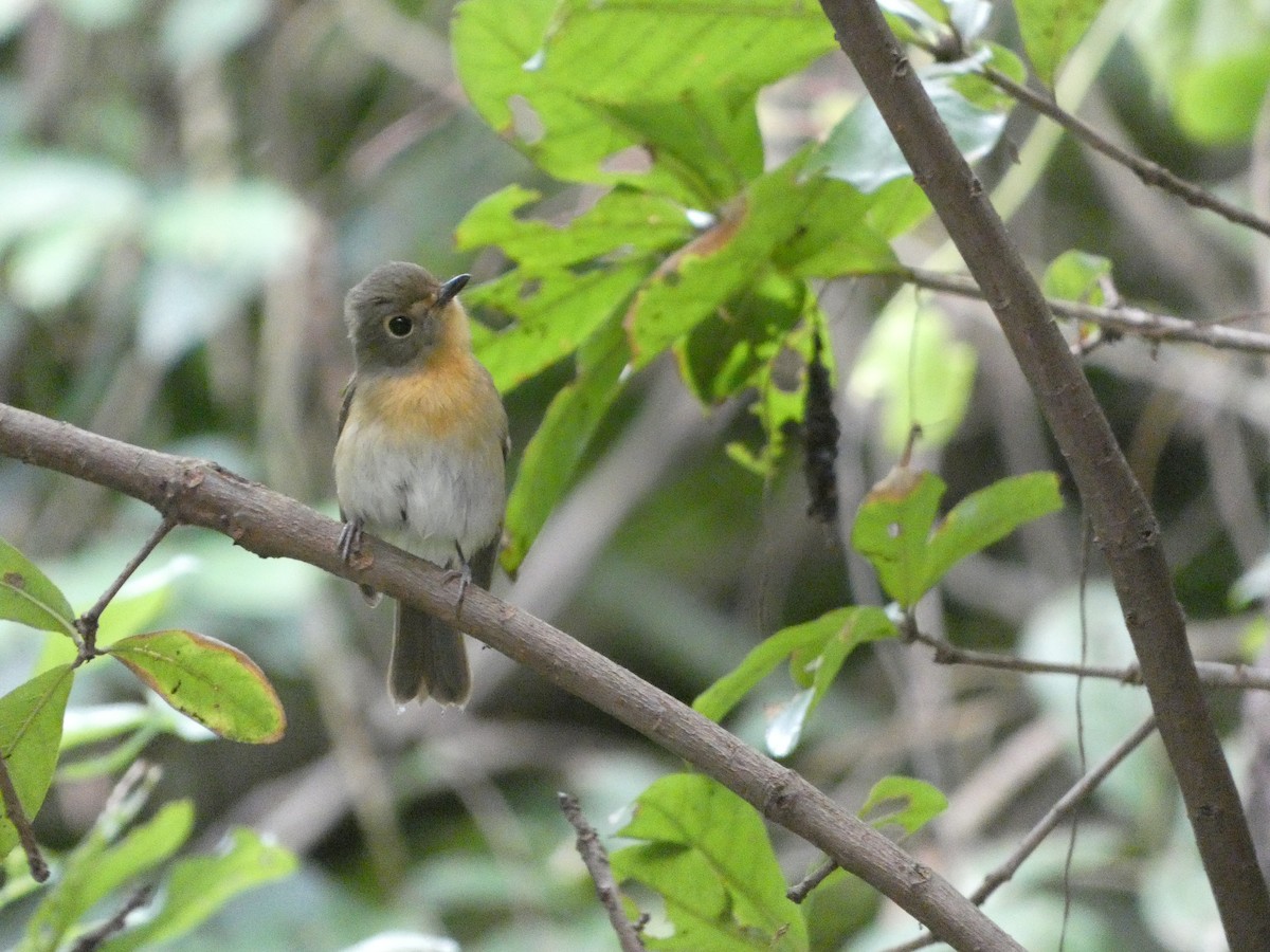 海南藍仙鶲 - ML644132105