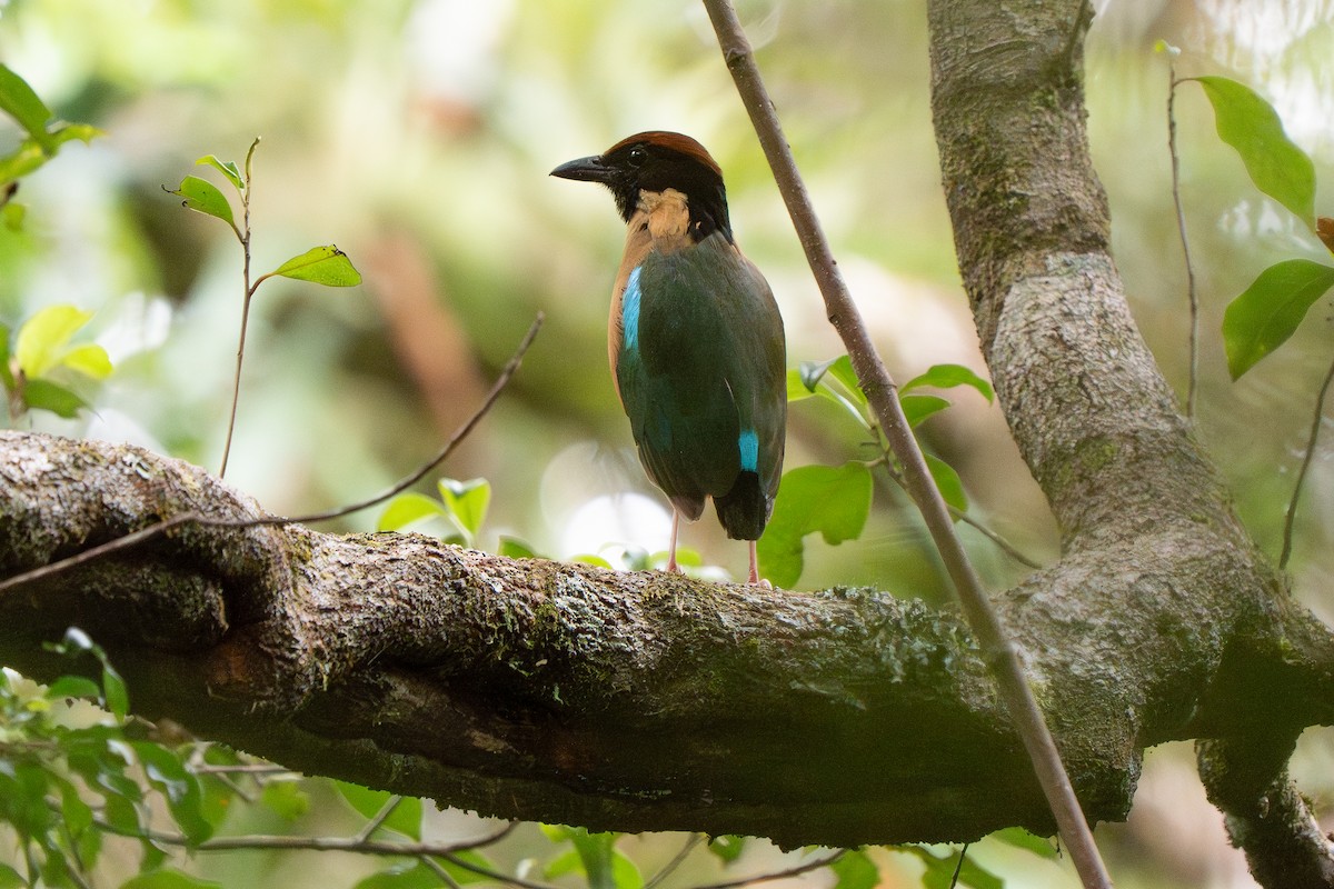 Noisy Pitta - ML644132111