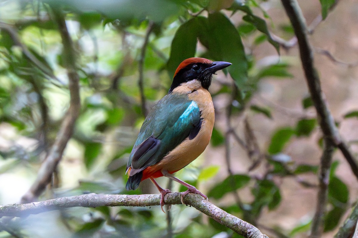 palettpitta - ML644132112