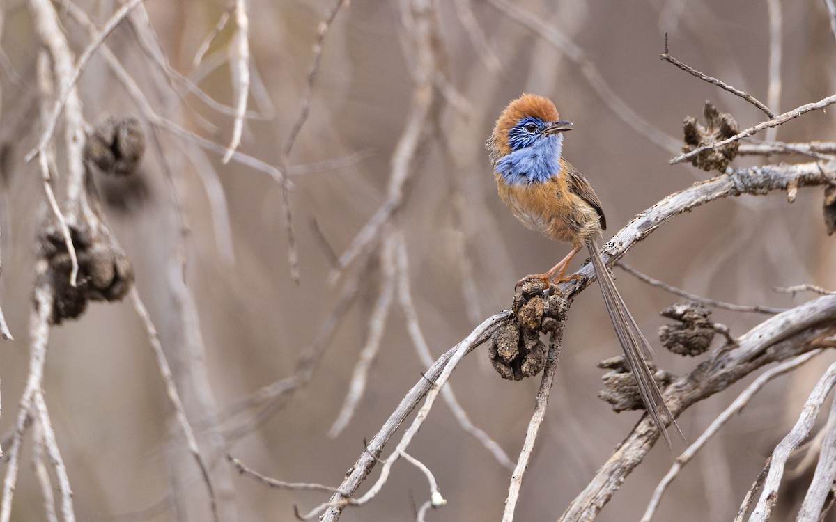 Mallee Emuwren - ML644132117