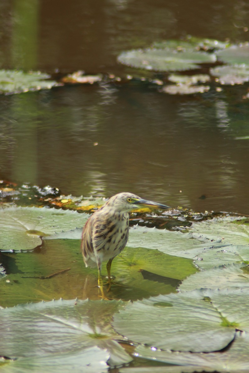 mangrovehegre - ML644132139