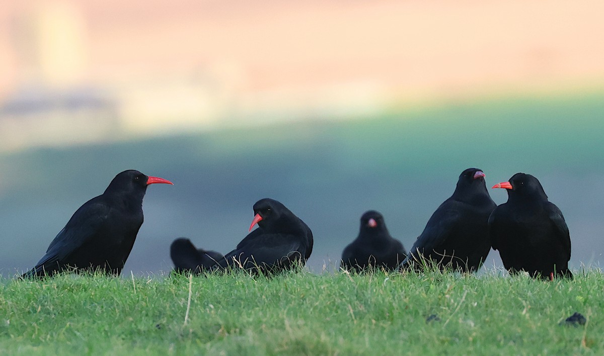 ベニハシガラス - ML644132155