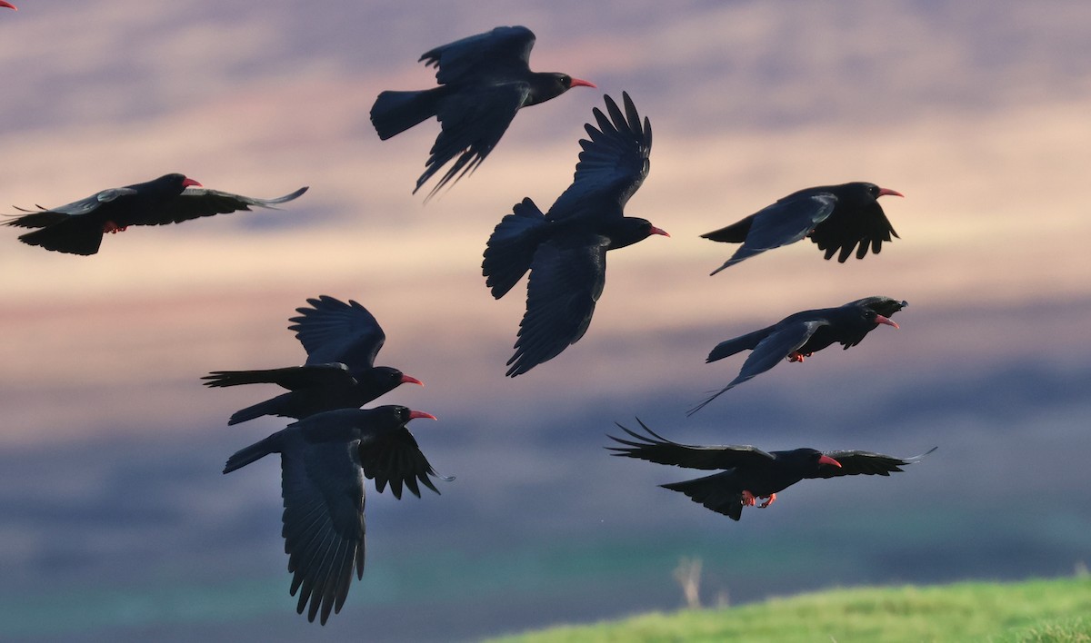 ベニハシガラス - ML644132156