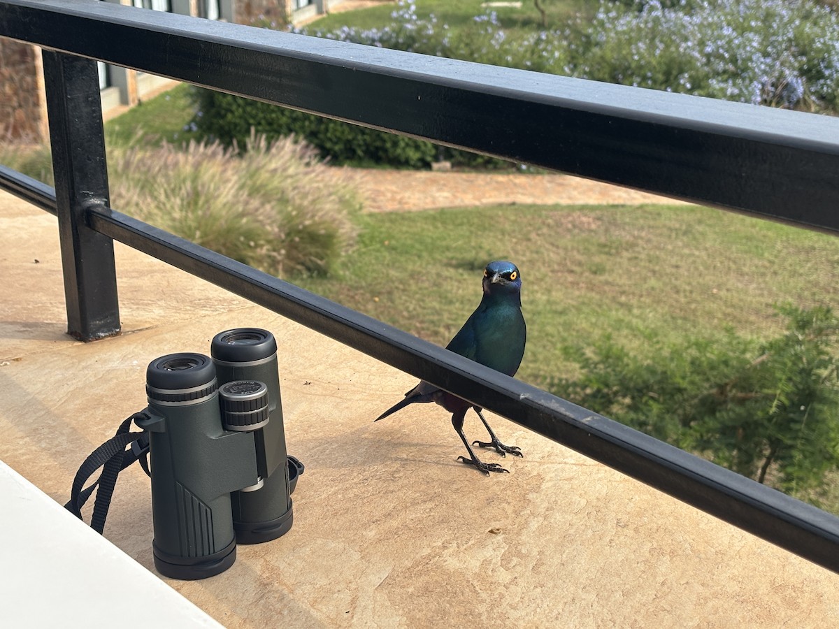 Greater Blue-eared Starling - ML644132176