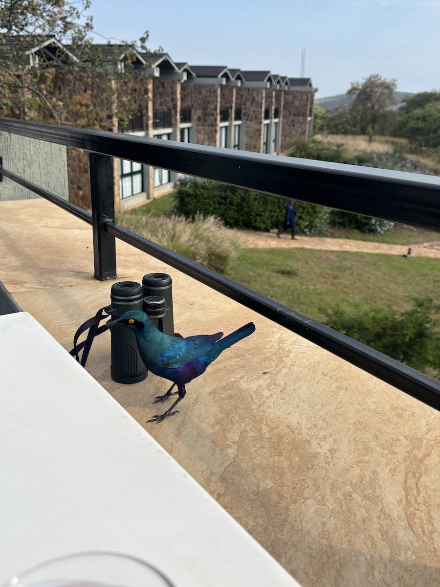 Greater Blue-eared Starling - ML644132177