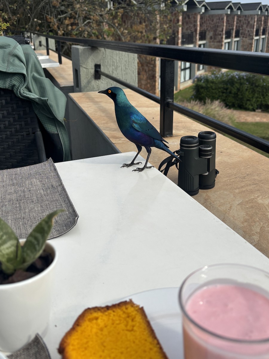 Greater Blue-eared Starling - ML644132179