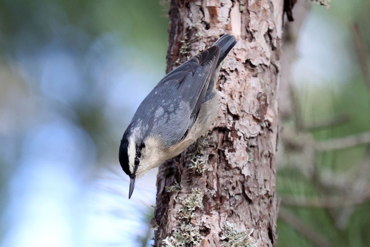 Corsican Nuthatch - ML644132190