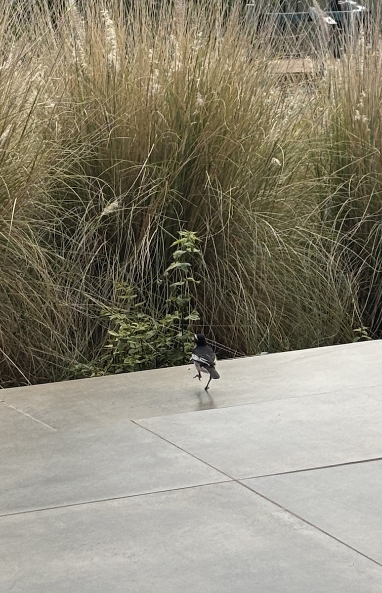 African Pied Wagtail - ML644132203