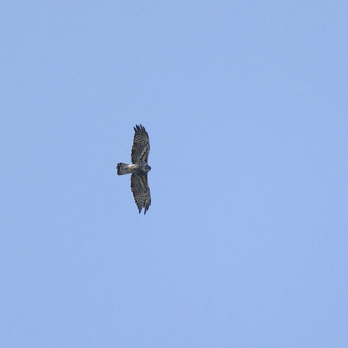 Ayres's Hawk-Eagle - ML644132217