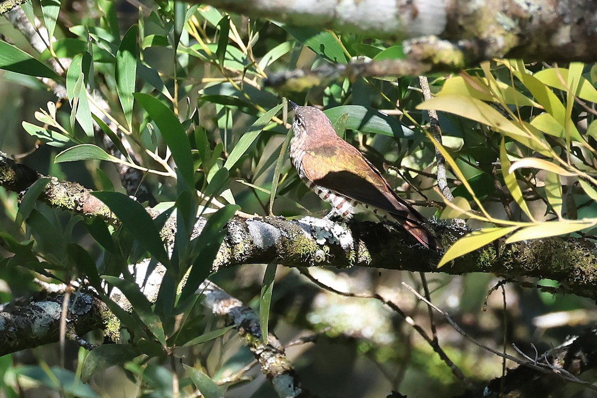 pygmégjøk (poecilurus gr.) - ML644132223