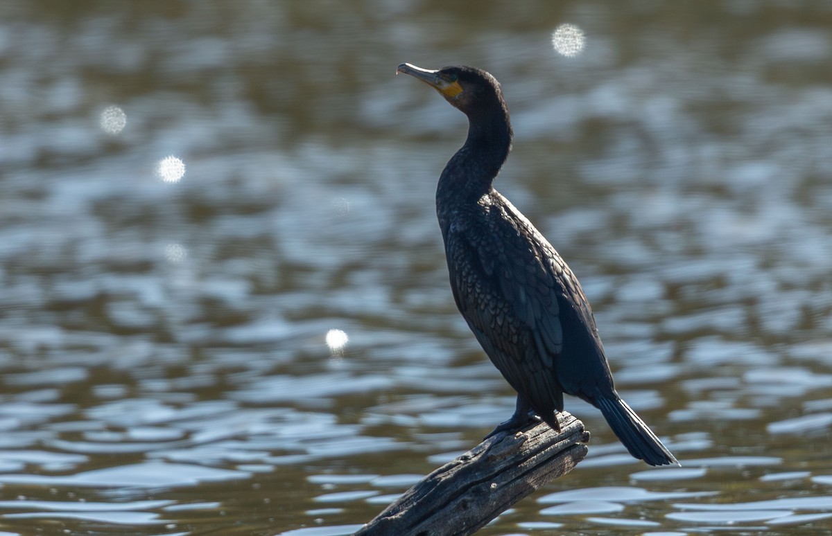 Great Cormorant - ML644132227