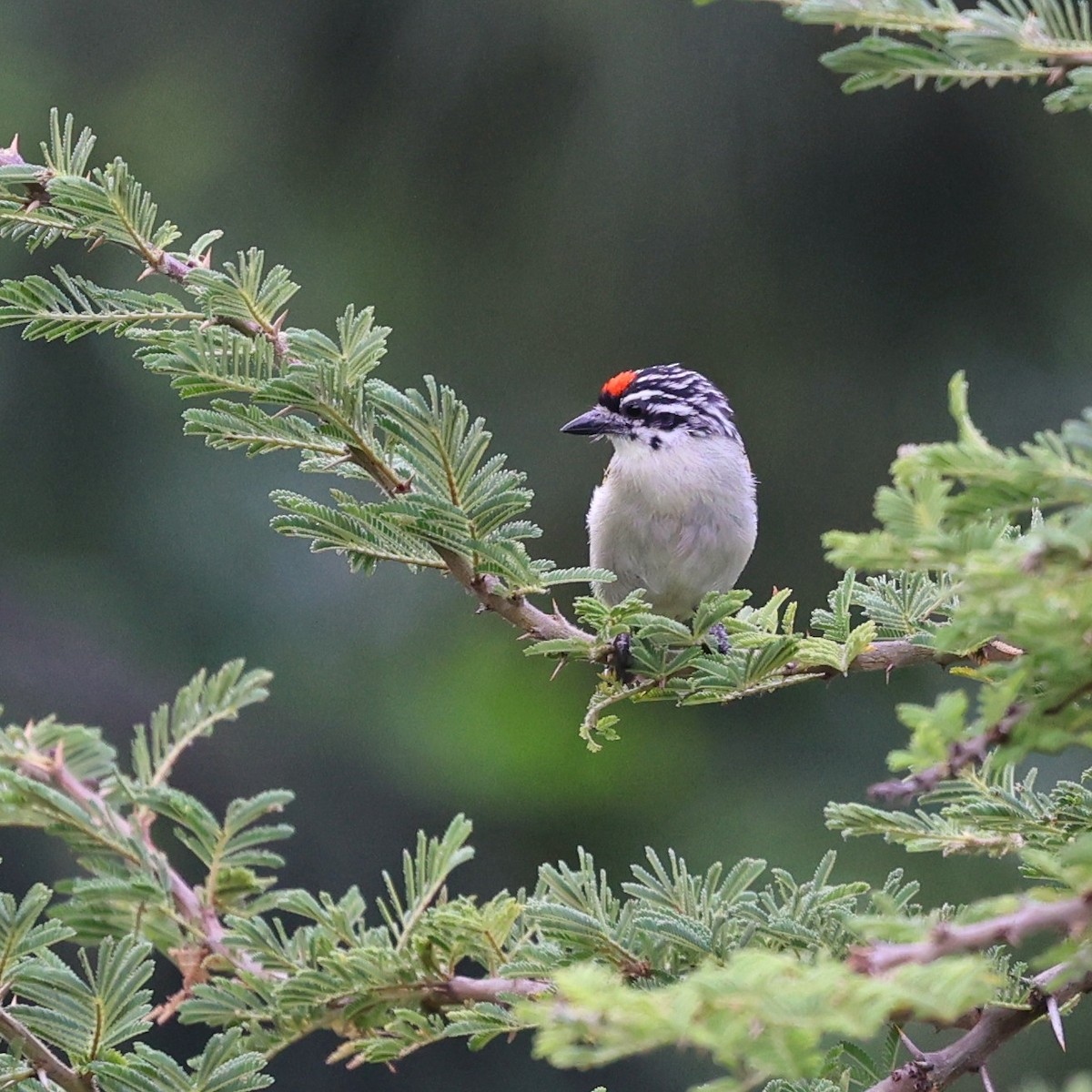 Northern Red-fronted Tinkerbird - ML644132228