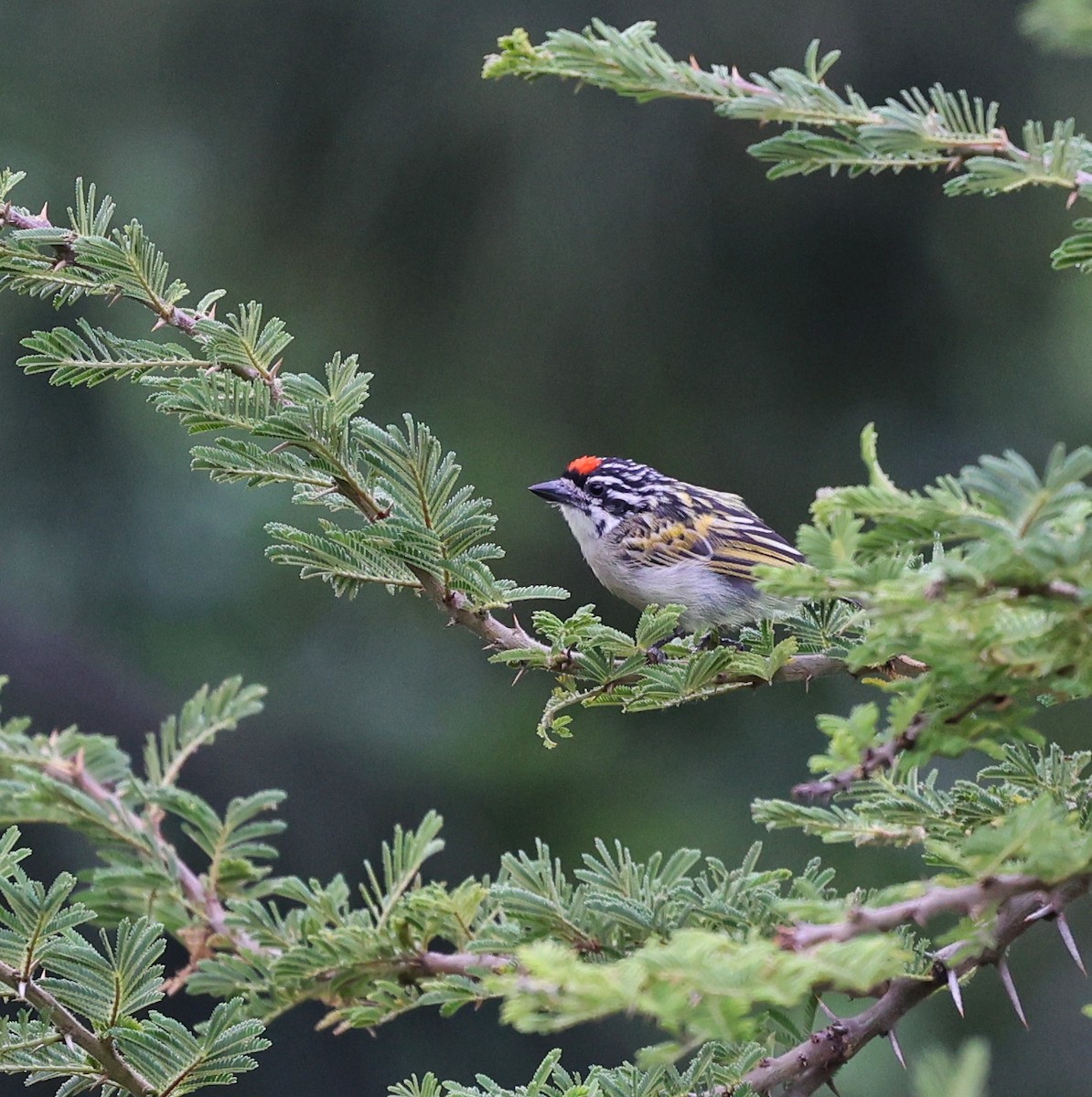 Northern Red-fronted Tinkerbird - ML644132229