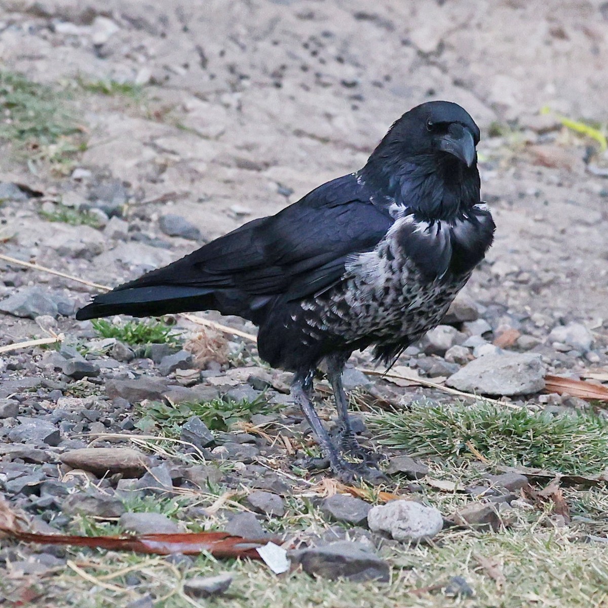 Corbeau pie - ML644132247