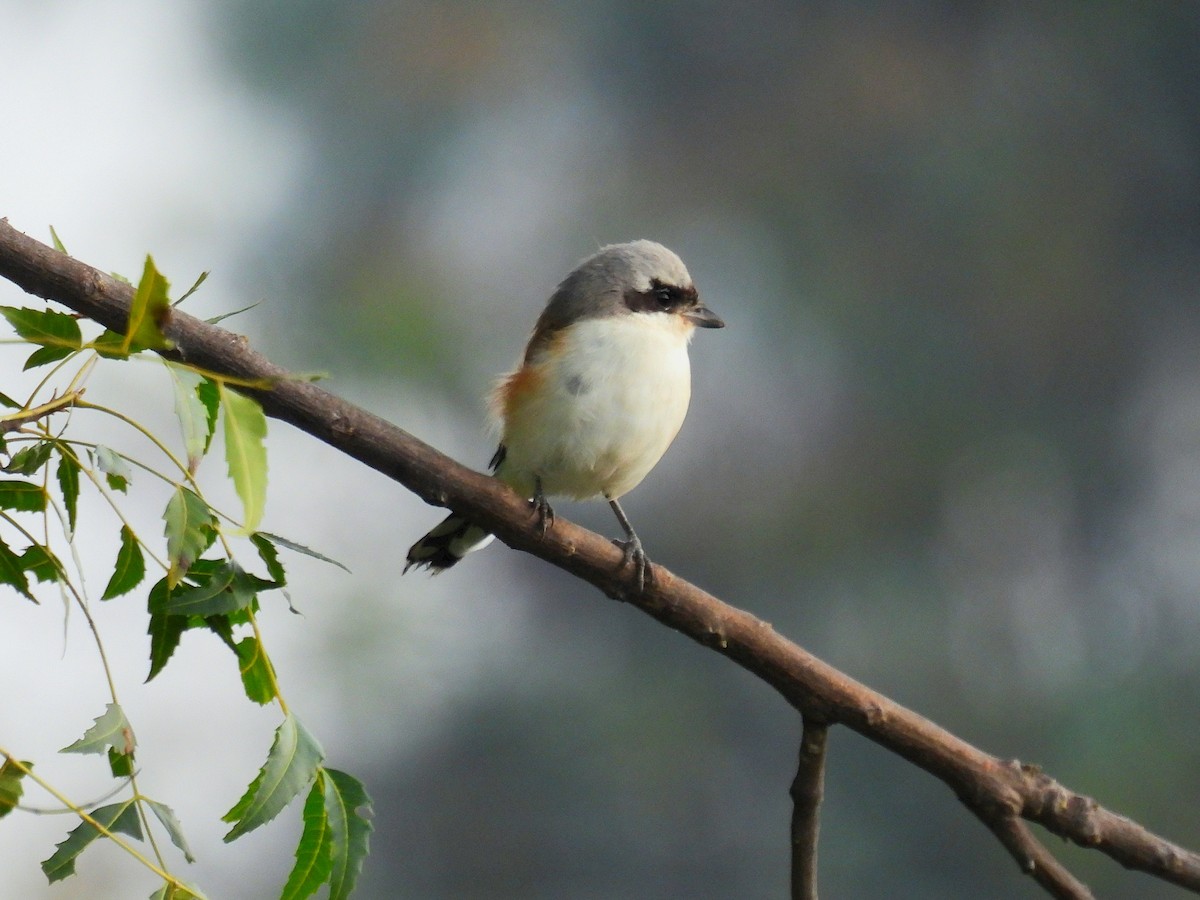 クロビタイセアカモズ - ML644132254