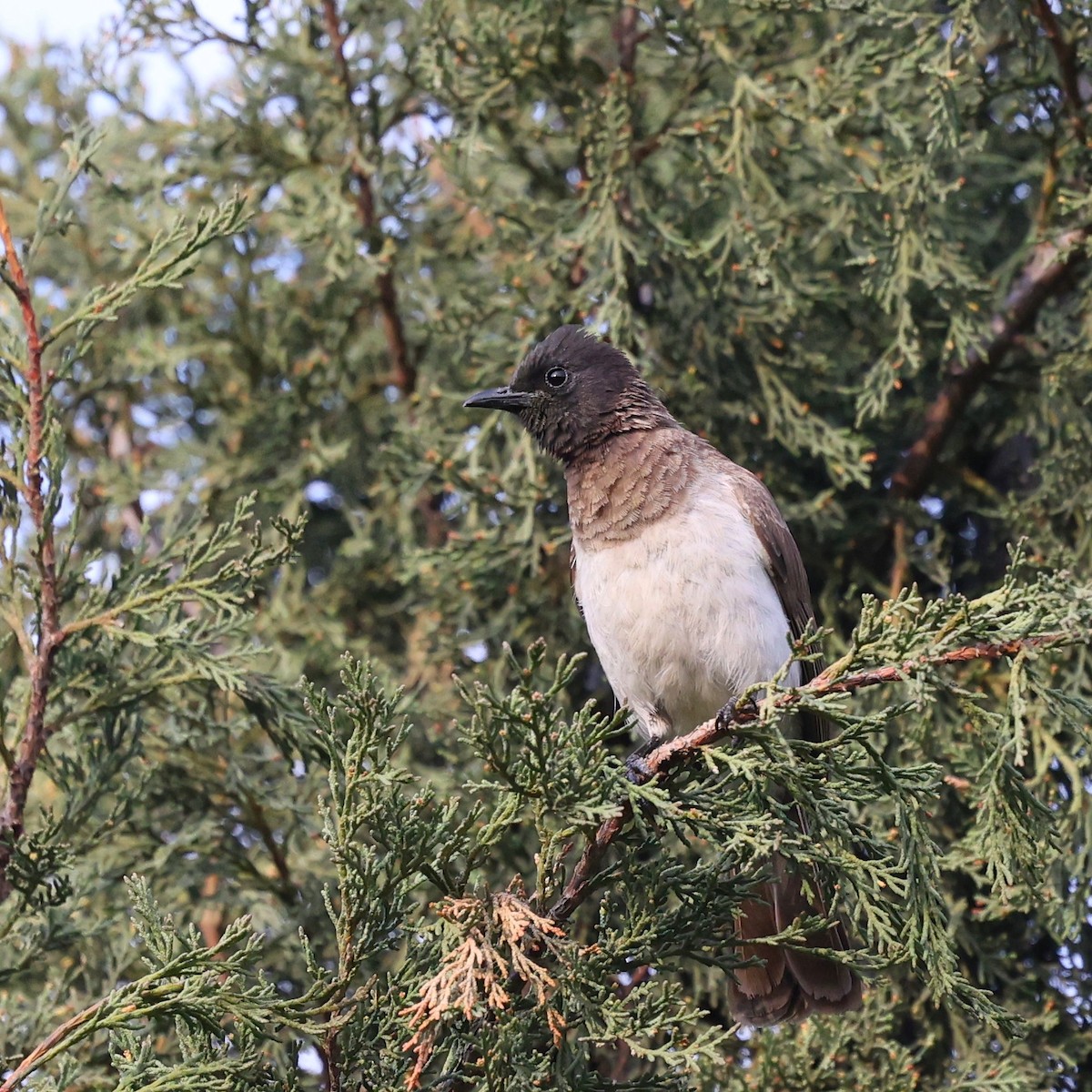 Common Bulbul - ML644132256