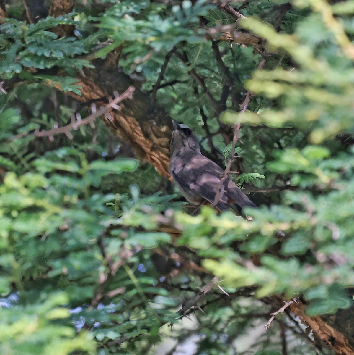 Abyssinian Catbird - ML644132258