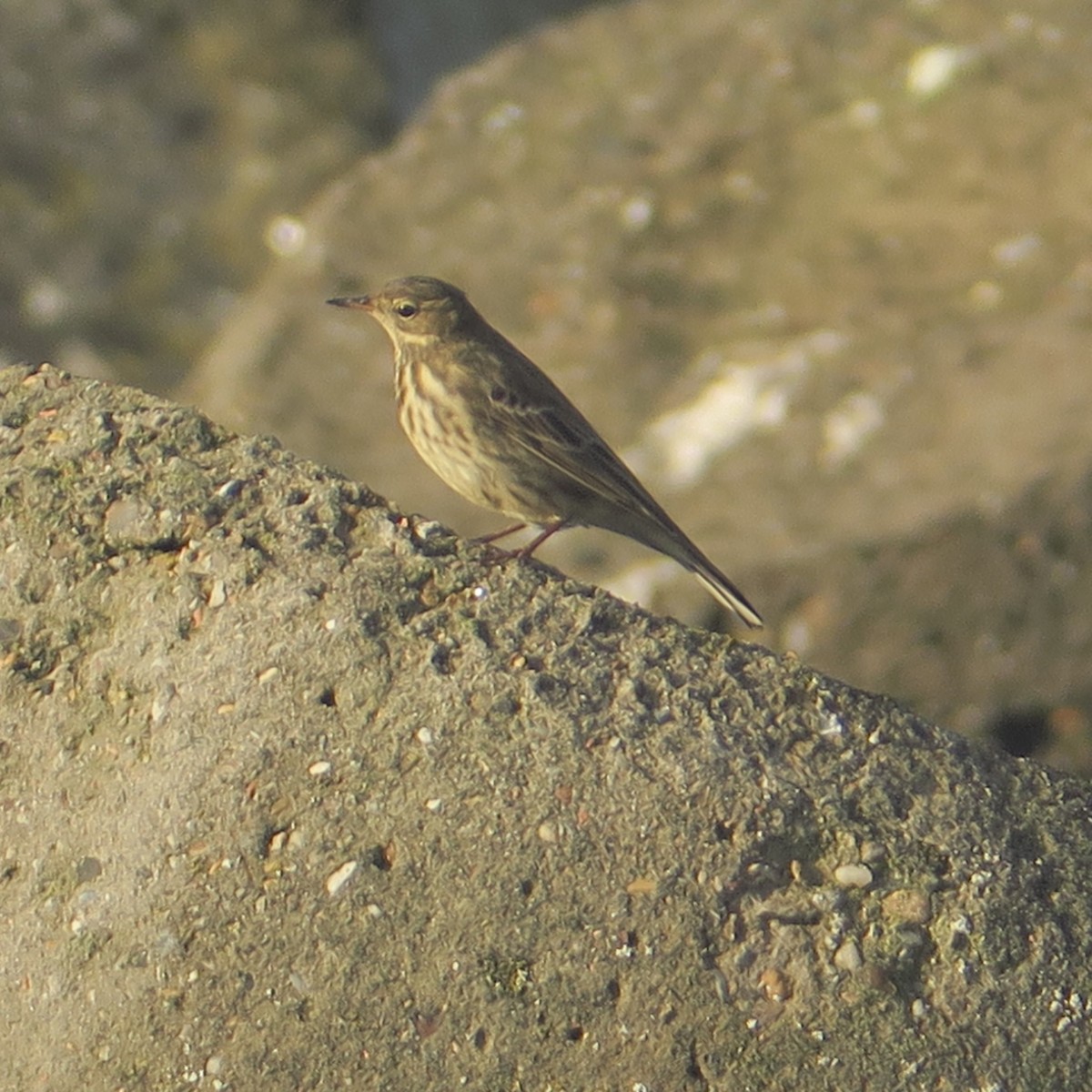 Rock Pipit - ML644132262