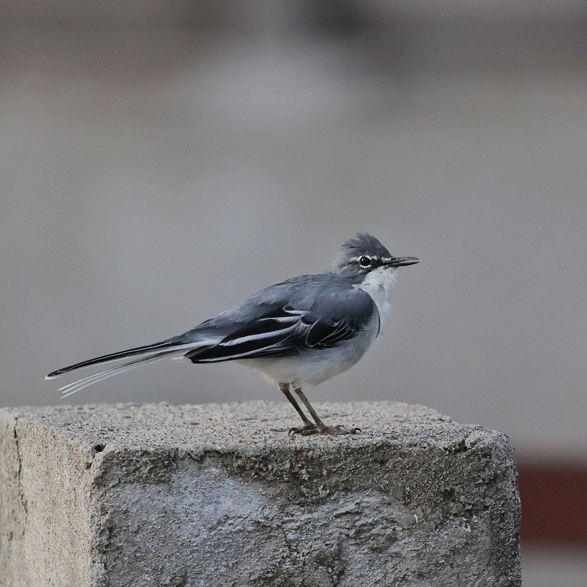 Mountain Wagtail - ML644132268