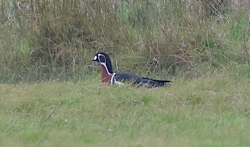 rødhalsgås - ML644132274