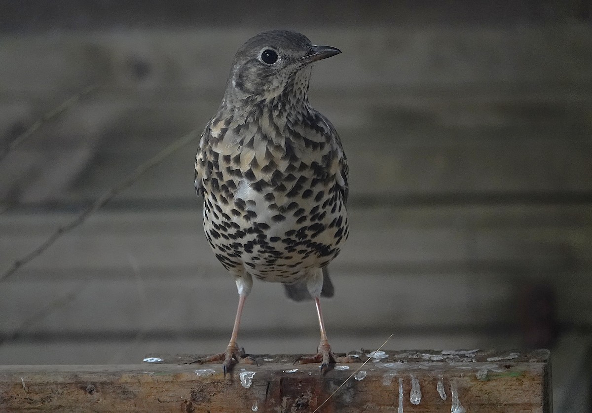 ヤドリギツグミ - ML644132292