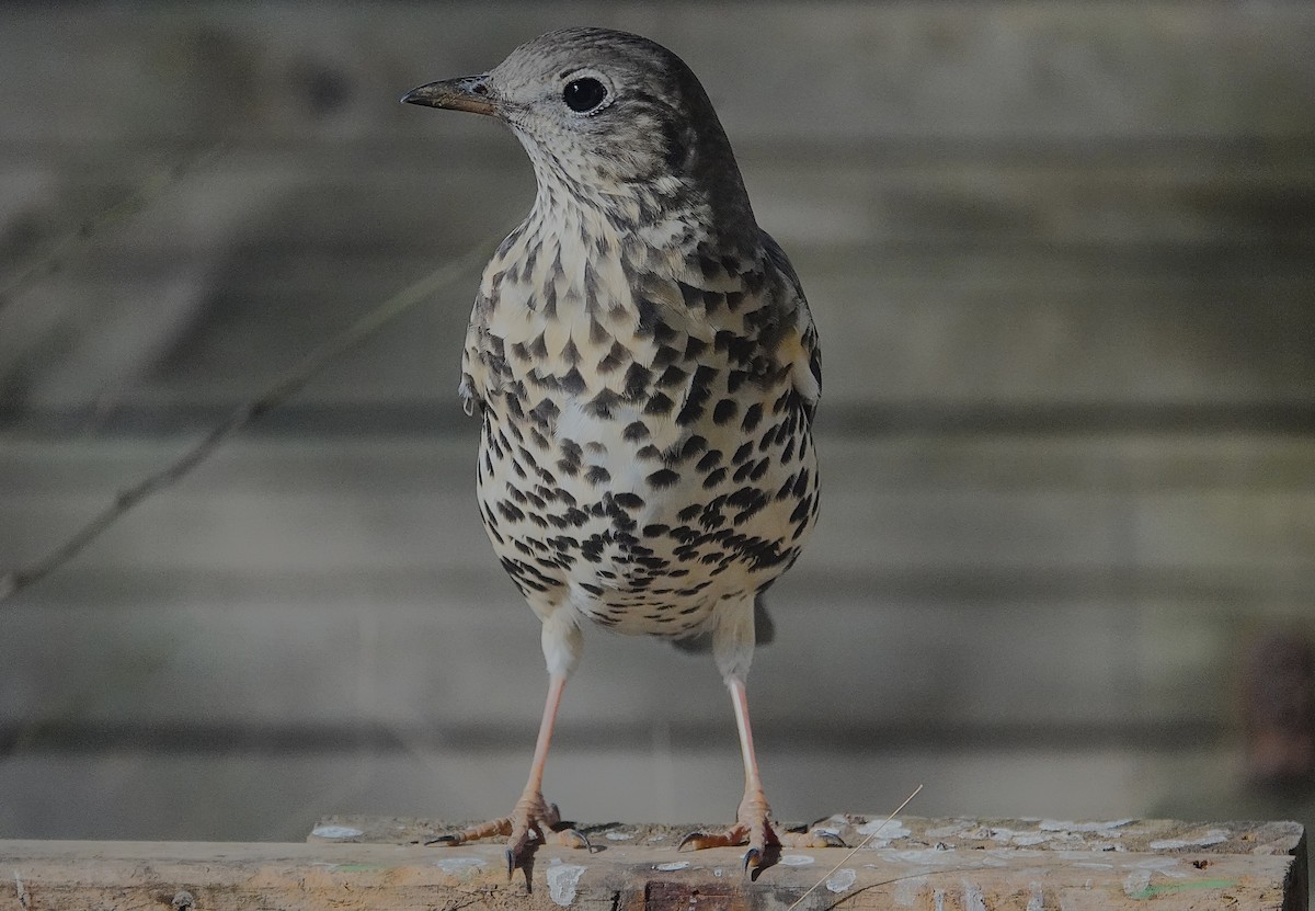 ヤドリギツグミ - ML644132294