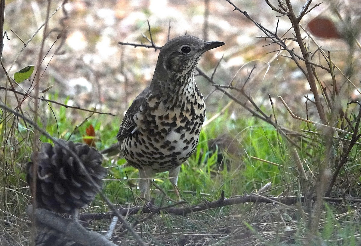 ヤドリギツグミ - ML644132295