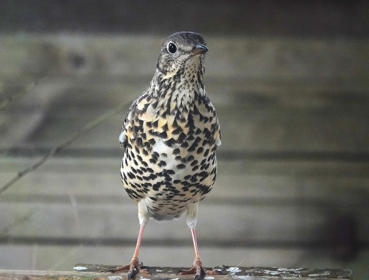 ヤドリギツグミ - ML644132296