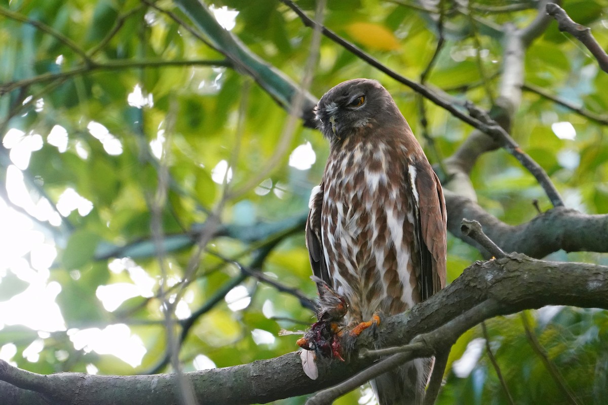 Northern Boobook - ML644132326