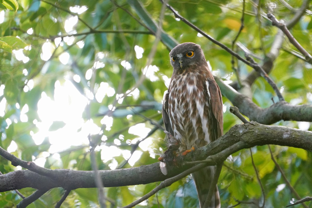 Northern Boobook - ML644132327