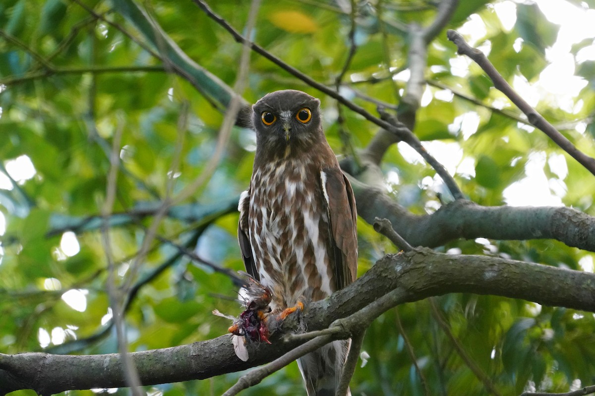 Northern Boobook - ML644132328