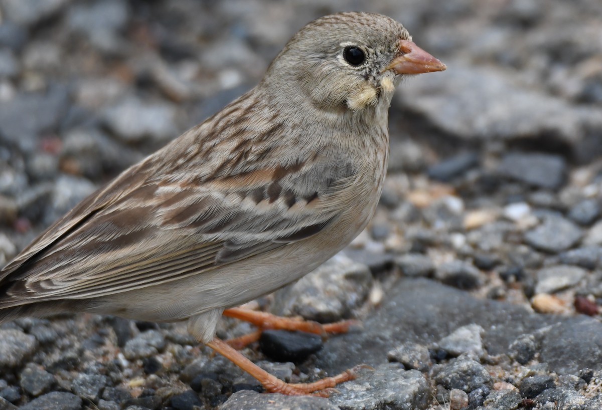 Gray-necked Bunting - ML644132339
