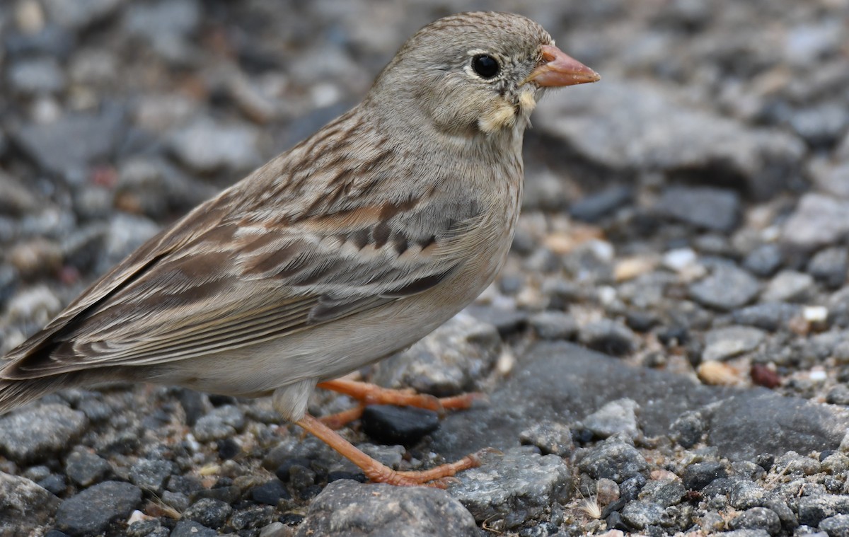 Gray-necked Bunting - ML644132341