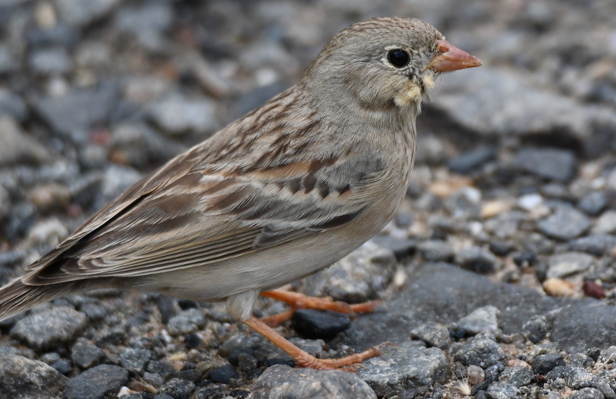 Gray-necked Bunting - ML644132348