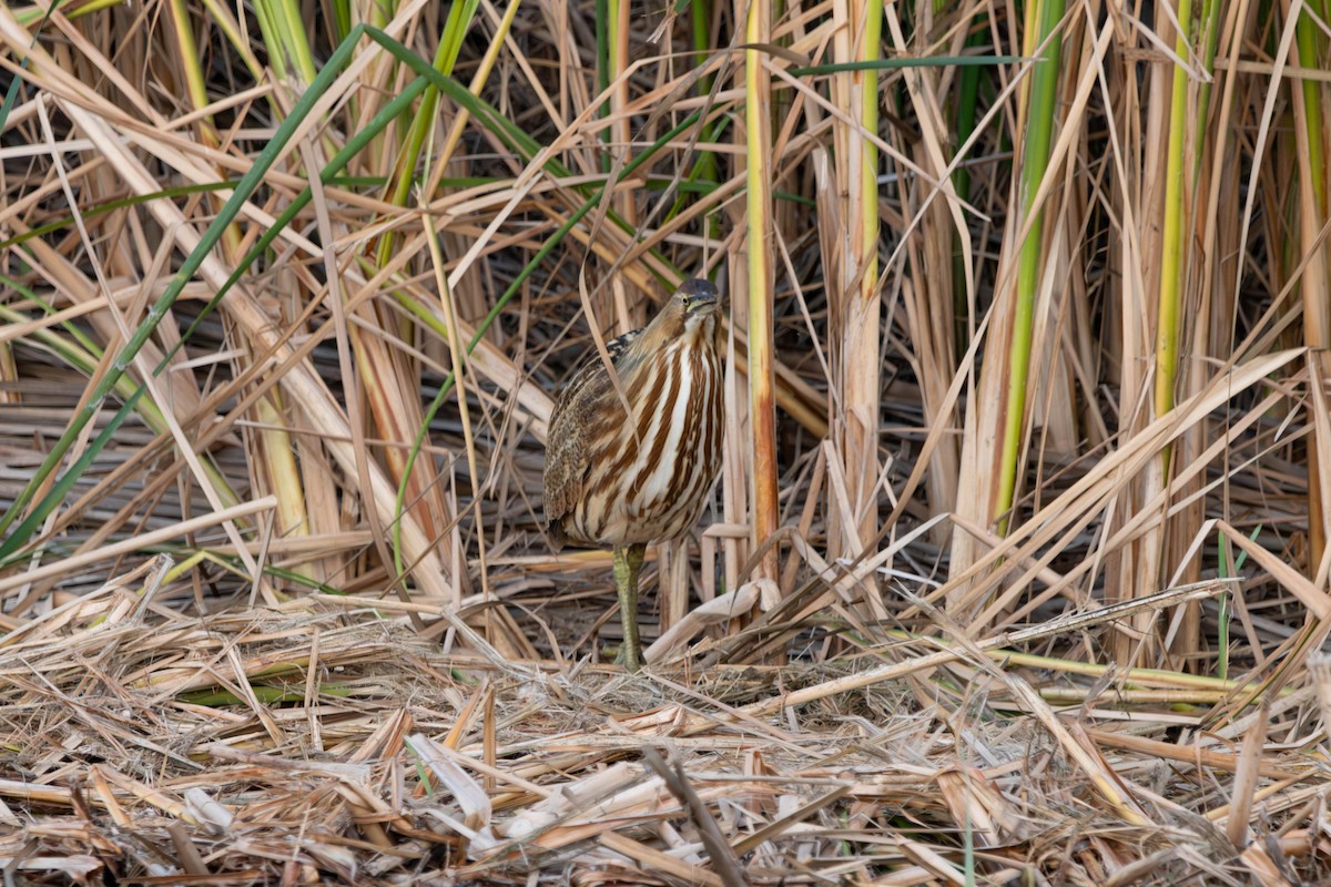 American Bittern - ML644132351
