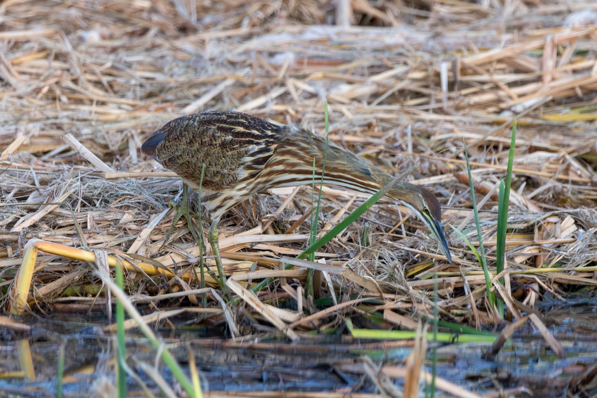 American Bittern - ML644132352
