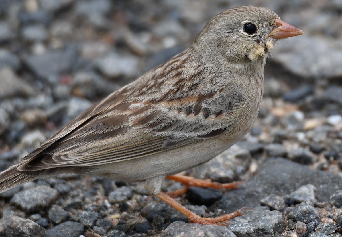 Gray-necked Bunting - ML644132353